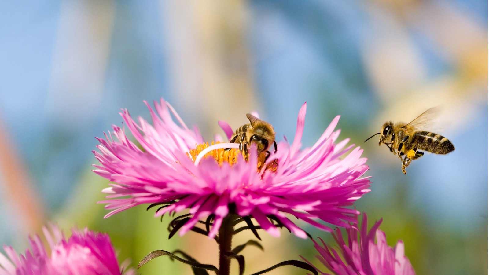 Bienen auf Astern