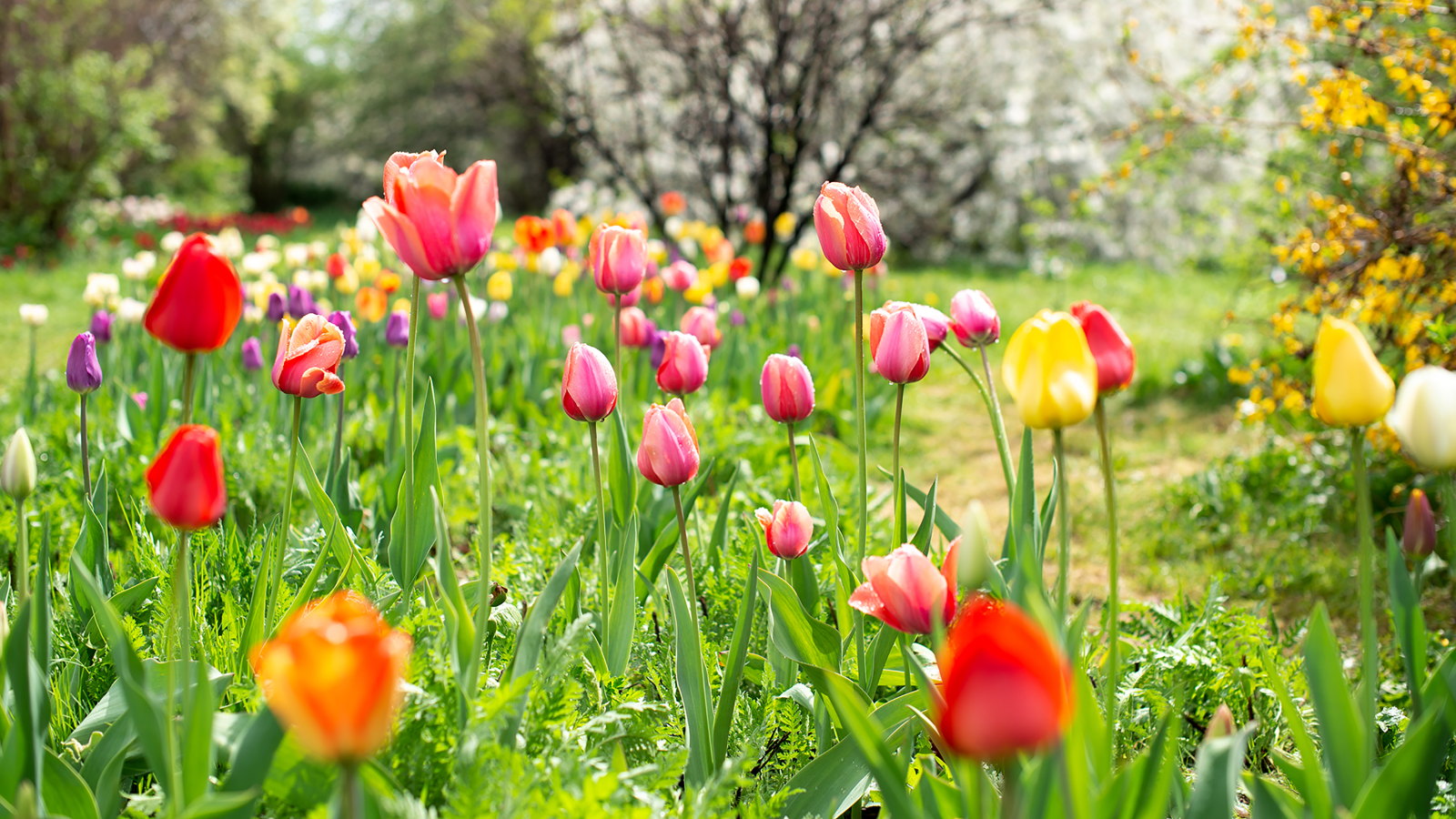 Rote, rosa und gelbe Tulpen blühen in einem Frühlingsgarten