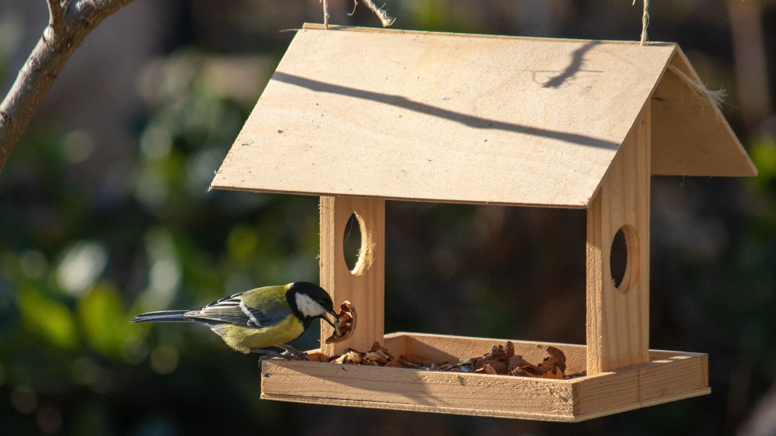 Vogel sitzt auf einem Vogelhäuschen in Form eines Holzhauses