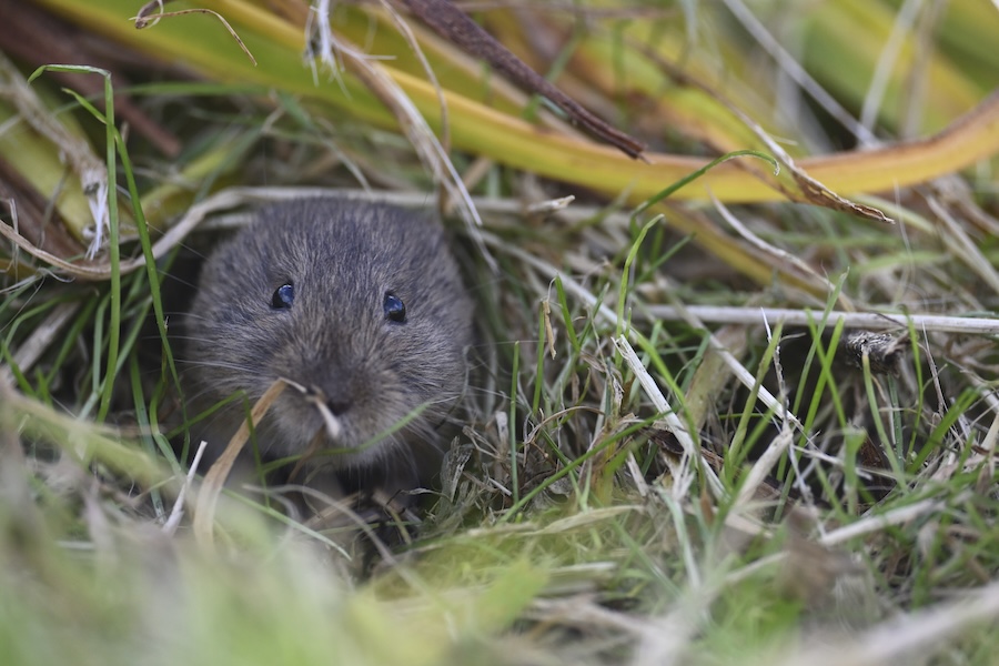 Rare vole thriving as invasive stoat numbers reduced