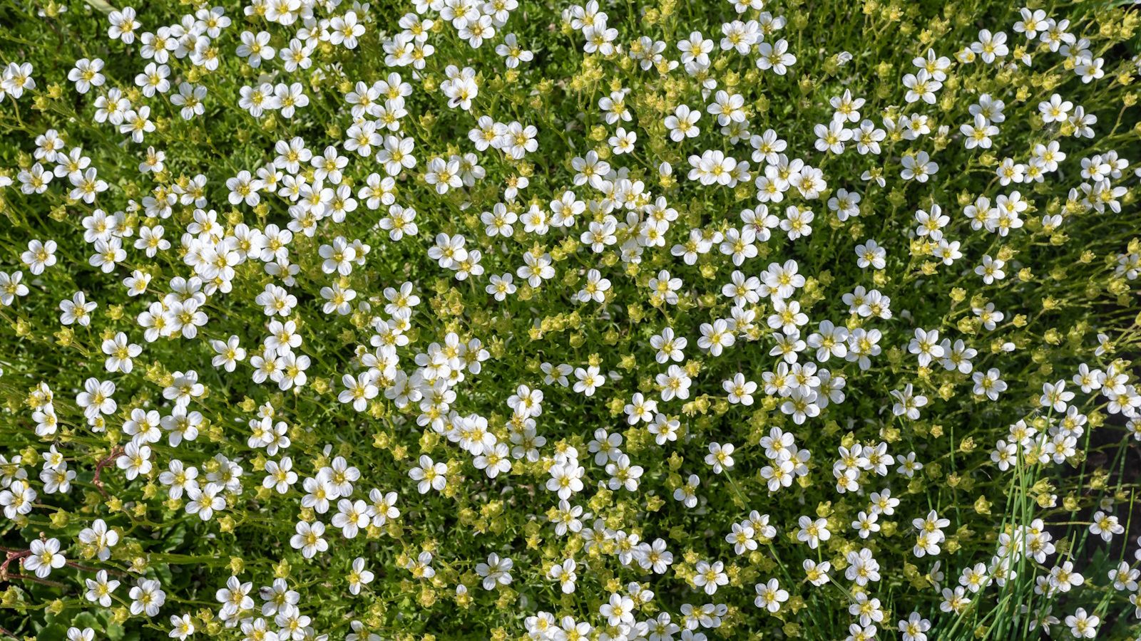 White flowering Irish moss