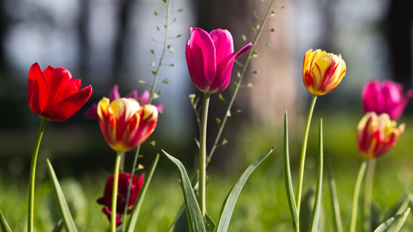 Tulpen auf einem Feld in Rot, Rosa und Gelb
