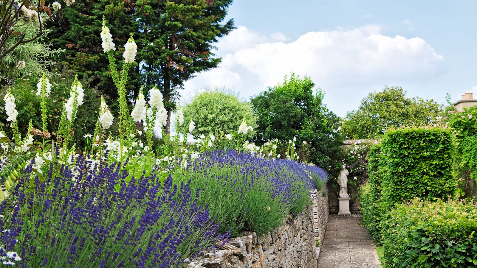 Lavender in bloom with purple flowers in a sunny, English cottage garden