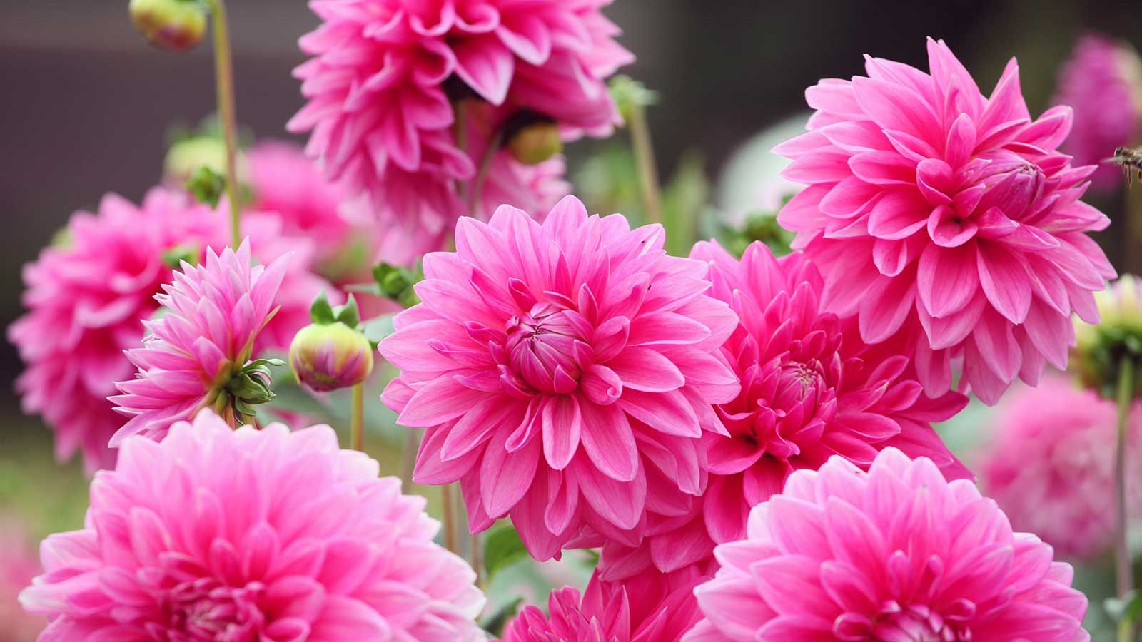 pink dahlias