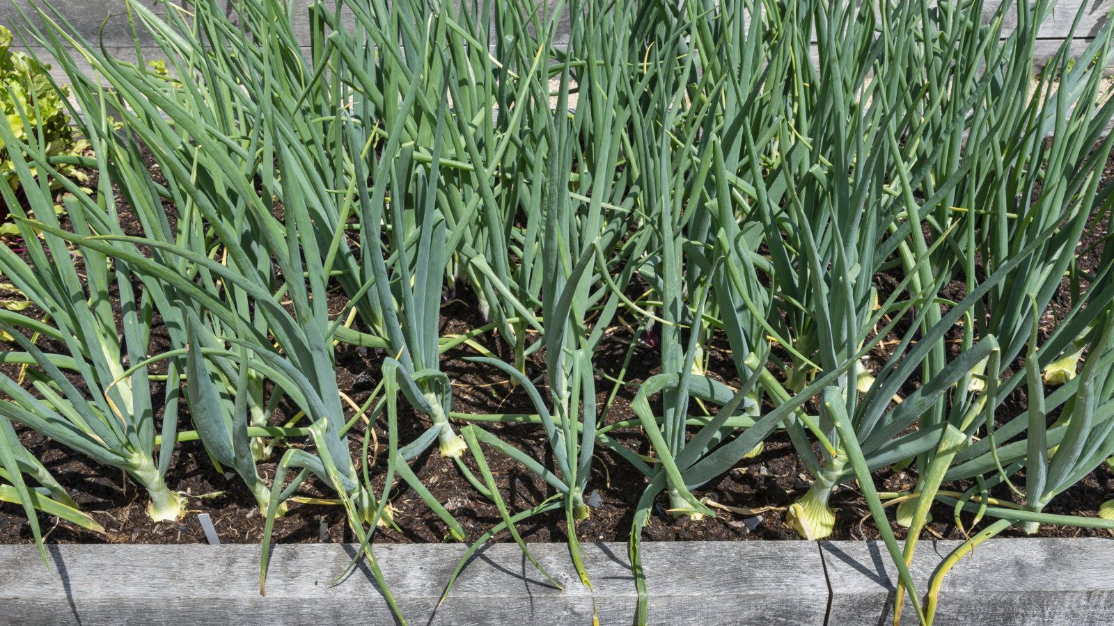 Onion plants growing in a raised bed in a vegetable garden
