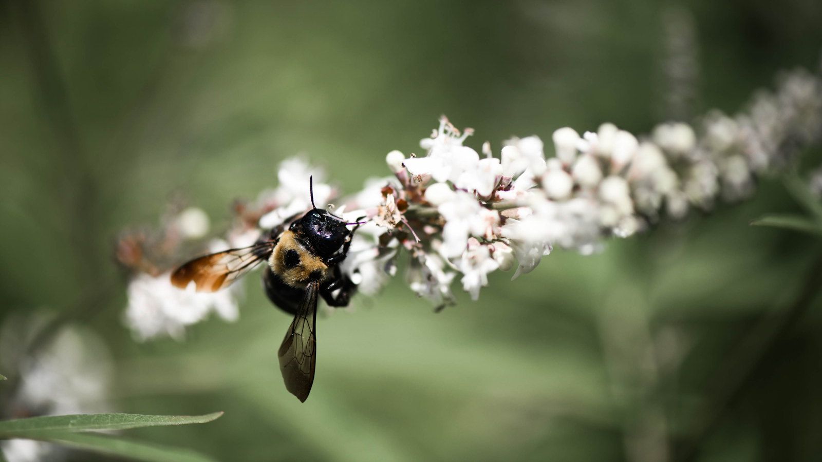 A honey bee sits on the white flower of a virginia sweetspire