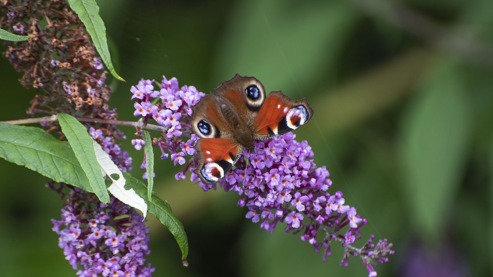 Butterfly bush, or buddleia, with purple blooms and a butterfly in spring