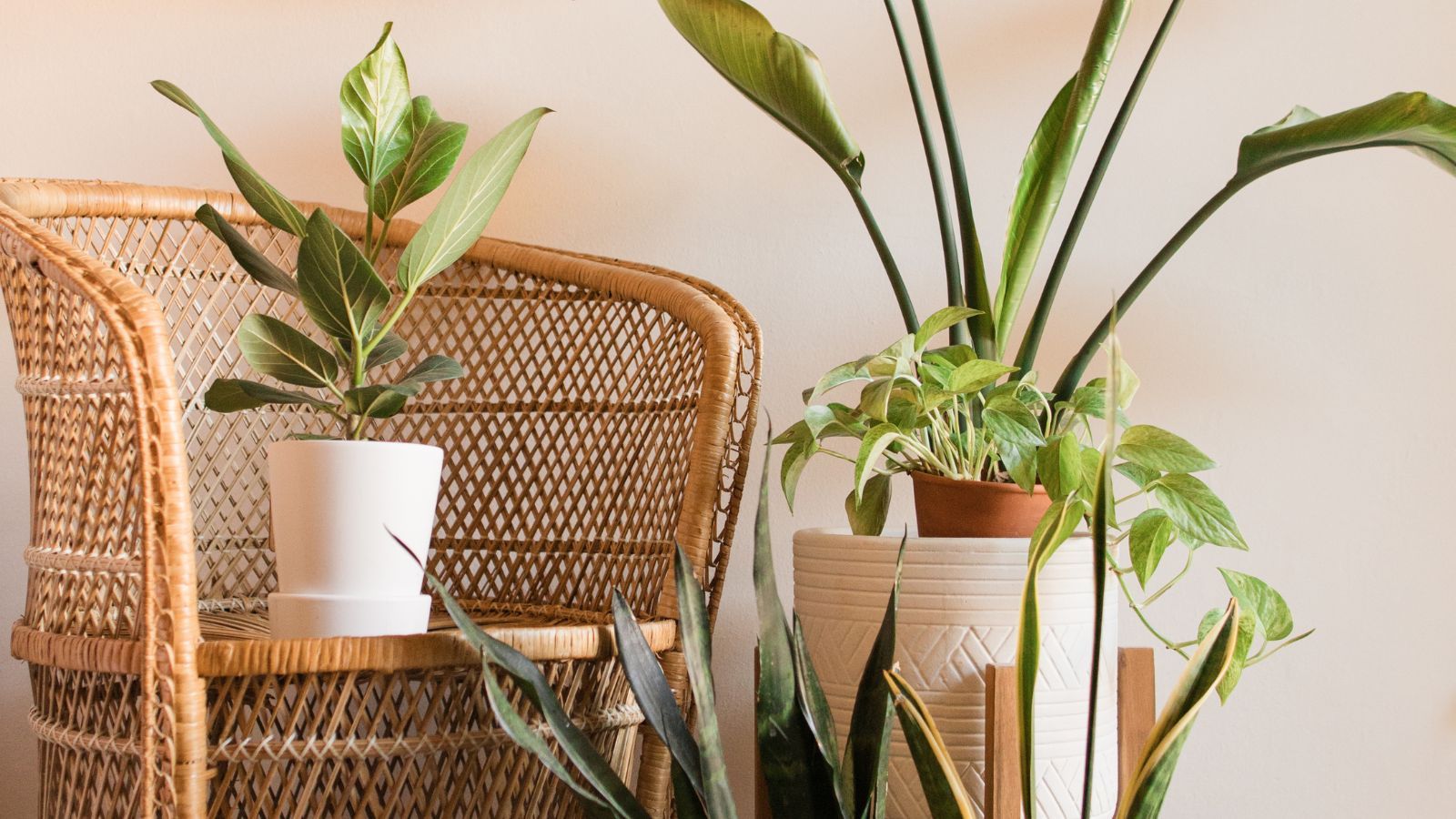Tropical plants next to a rattan chair