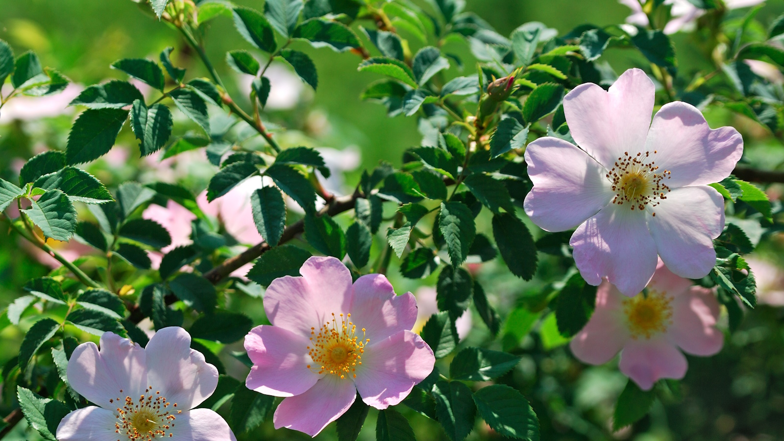 Wildrose, Hundsrose, mit rosa Blüten, die in einem sonnigen Beet wachsen