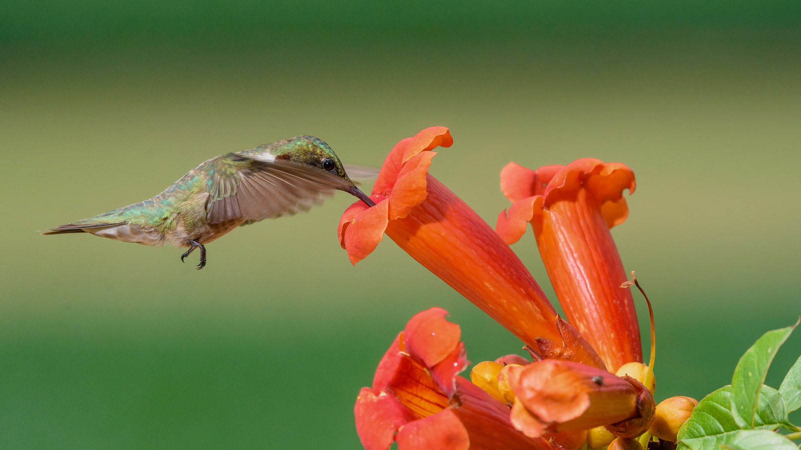 Ein Kolibri besucht eine orangefarbene Trompetenblume, um Nektar zu schlürfen