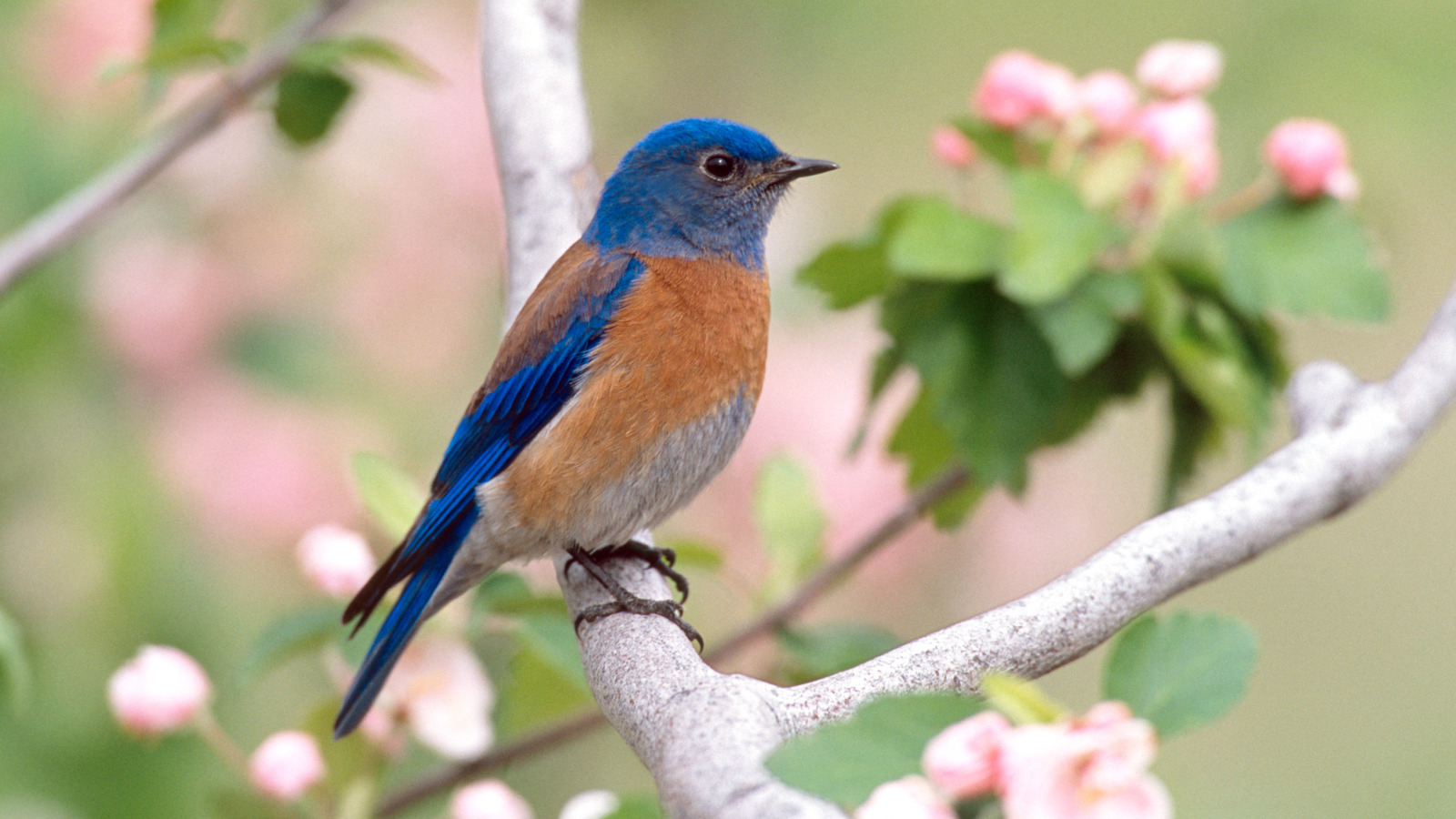 Western Bluebird hockt in Apfelbaumblüten