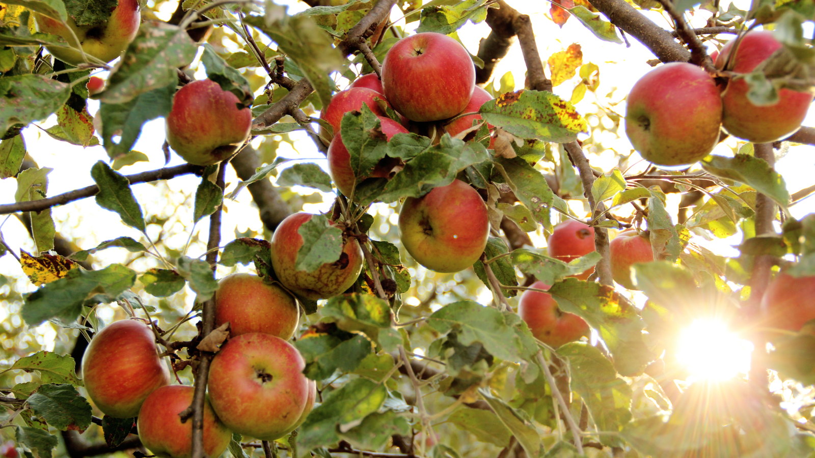 Eine Nahaufnahme von vielen Äpfeln, die an einem Baum in einem Obstgarten reifen