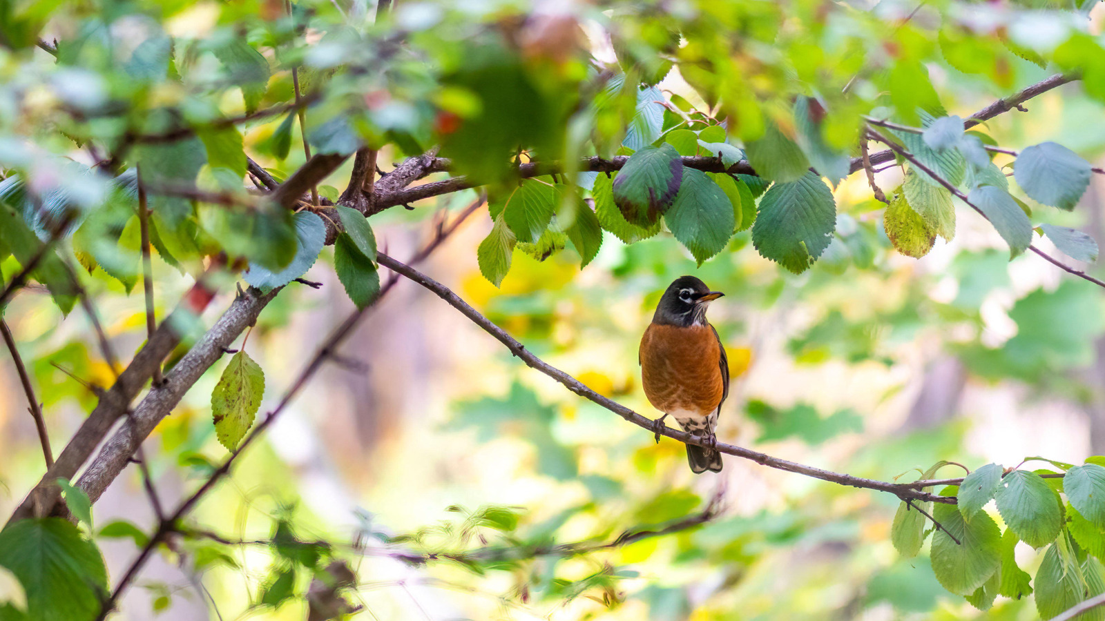 Ein Rotkehlchen (Turdus migratorius) hockt an einem hellen, sonnigen Tag auf einem Ast