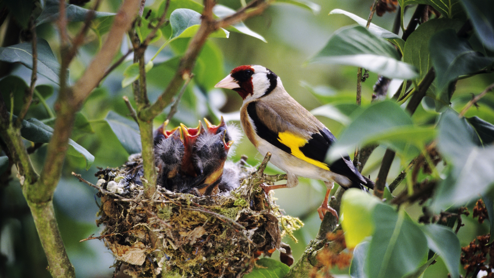 Stieglitz nistet mit jungen Küken in einem kleinen Nest, das zwischen dichtem Laub versteckt ist
