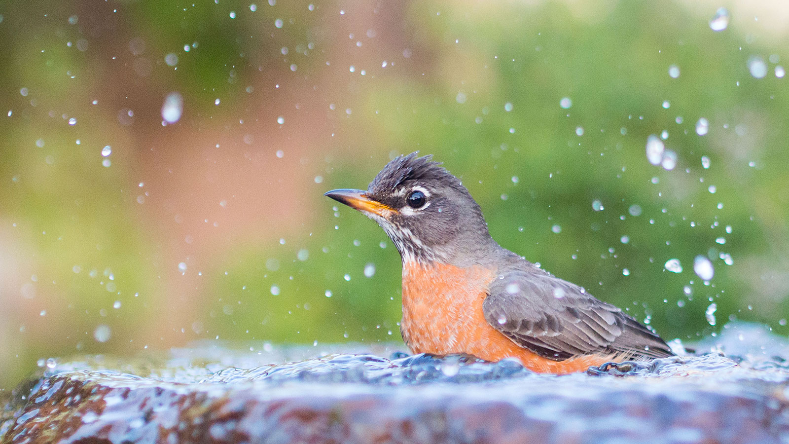 Rotkehlchen badet in einem Vogelbad