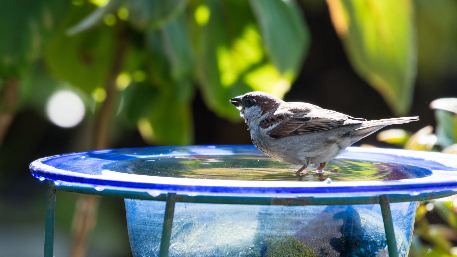 Vogel sitzt auf blauem Glasvogelbad