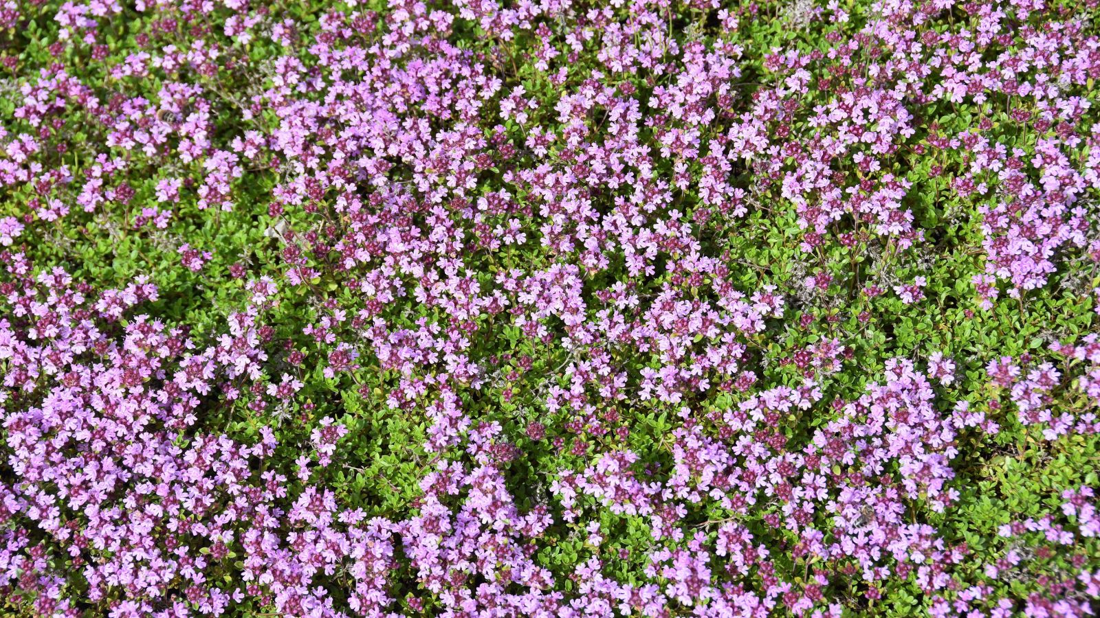 Kriechender Thymian Thymus praecox arcticus blüht in einem Garten
