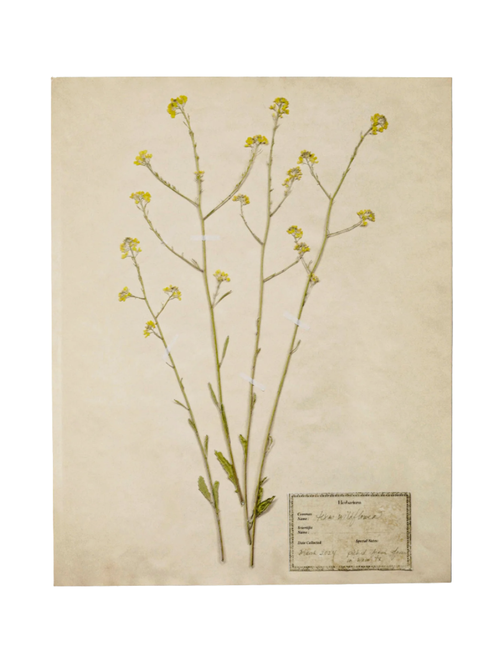 Jo's handgepresster Herbarium-Druck – Texas Wildflowers II '24