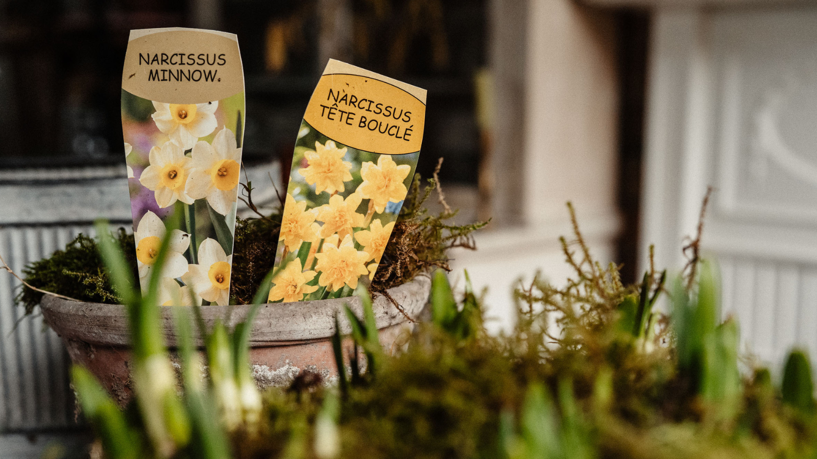 Terrakottatopf mit Moos- und Narzissenetiketten