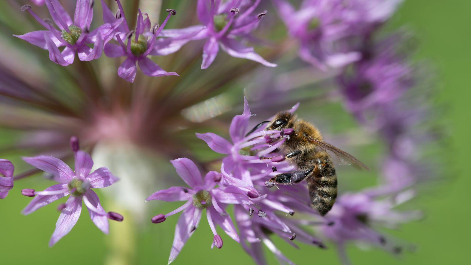 Biene ernährt sich von violettem Allium