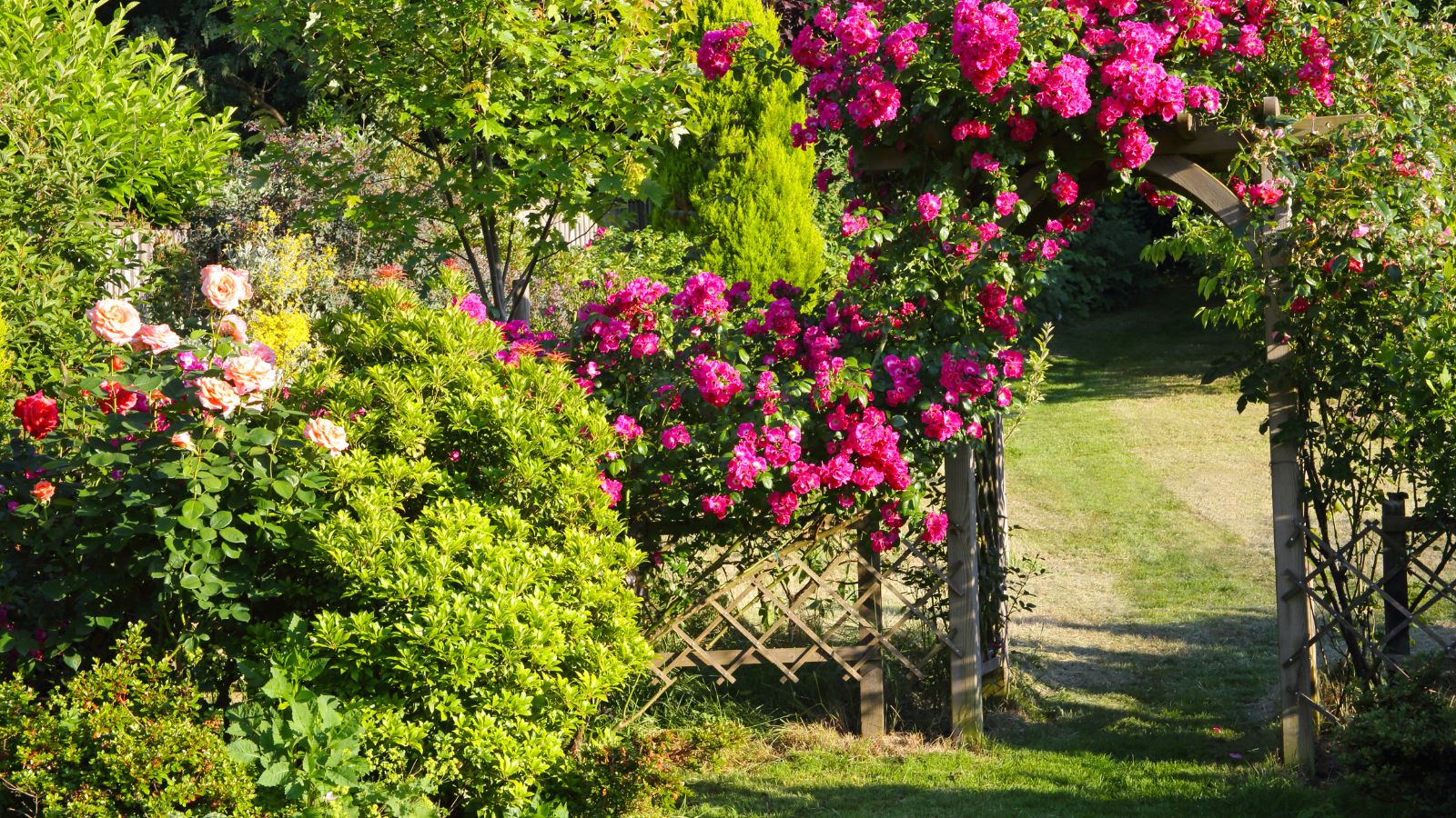 Garten mit Holzspalier und Rosen, die über einem Bogen wachsen