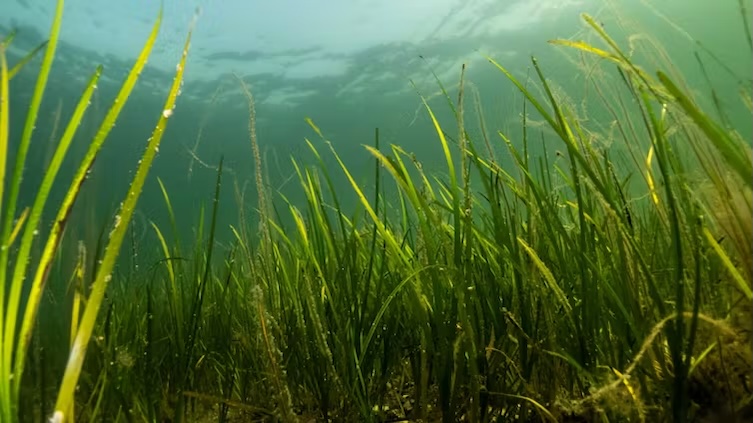 ‘Protected’ seagrass meadows aren’t necessarily healthy – because pollution doesn’t stop at the shoreline