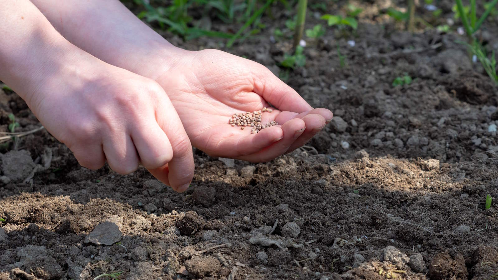Gemüsesamen per Hand in den Garten säen