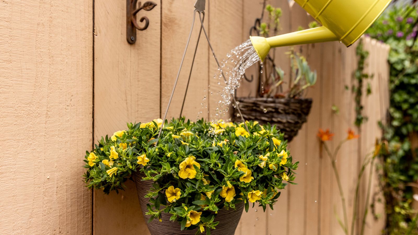 Hängender Korb mit gelben Blumen, bewässert mit einer gelben Metallgießkanne