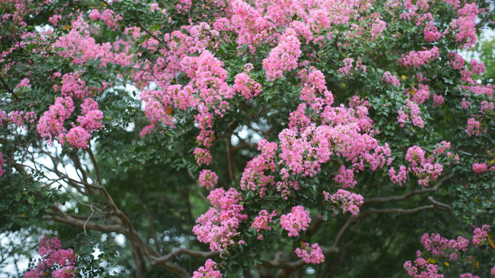 Ein Kreppmyrtenbaum ist mit rosa Blüten bedeckt