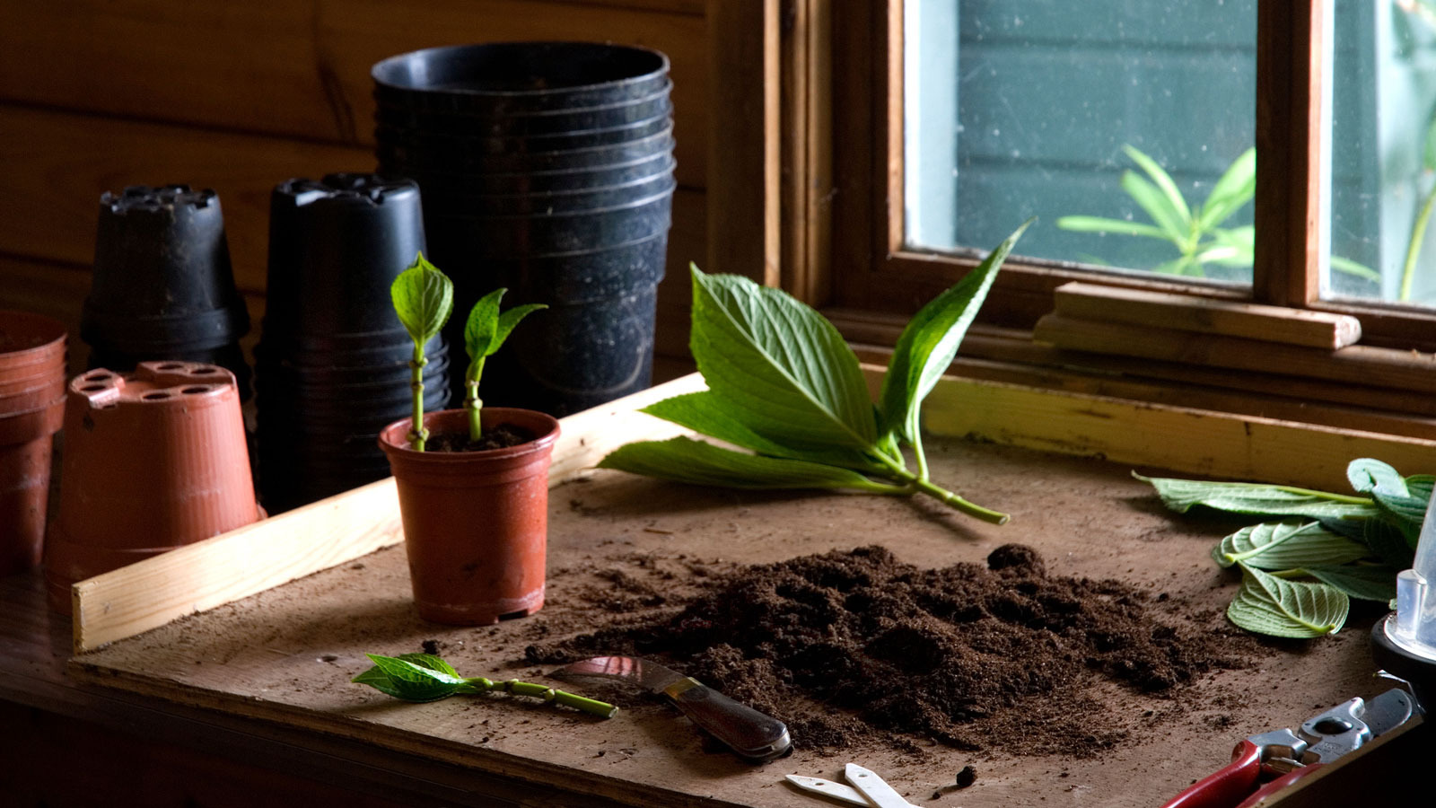 Stecklinge auf Blumenerde mit Erde und Blumentöpfen