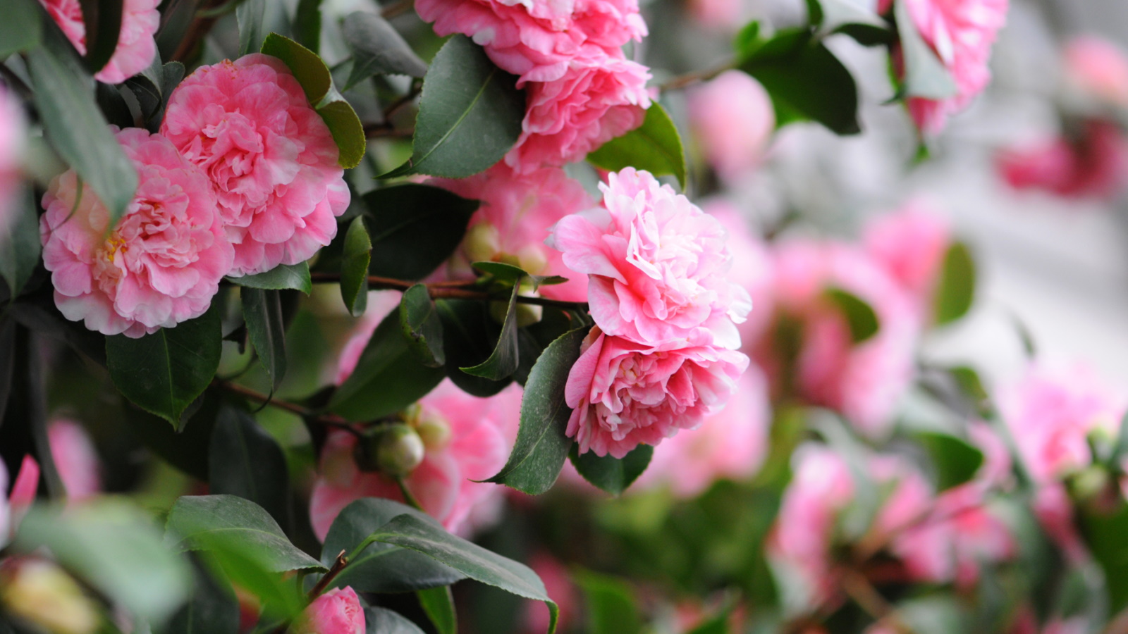 Rosa Kamelie blüht in einem Garten