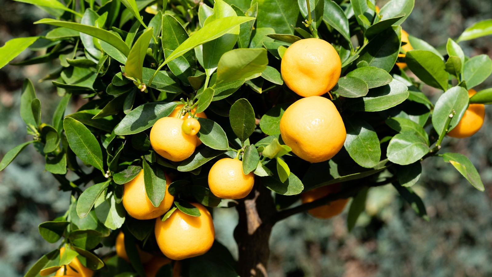 Eine Orangenernte auf einem Baum