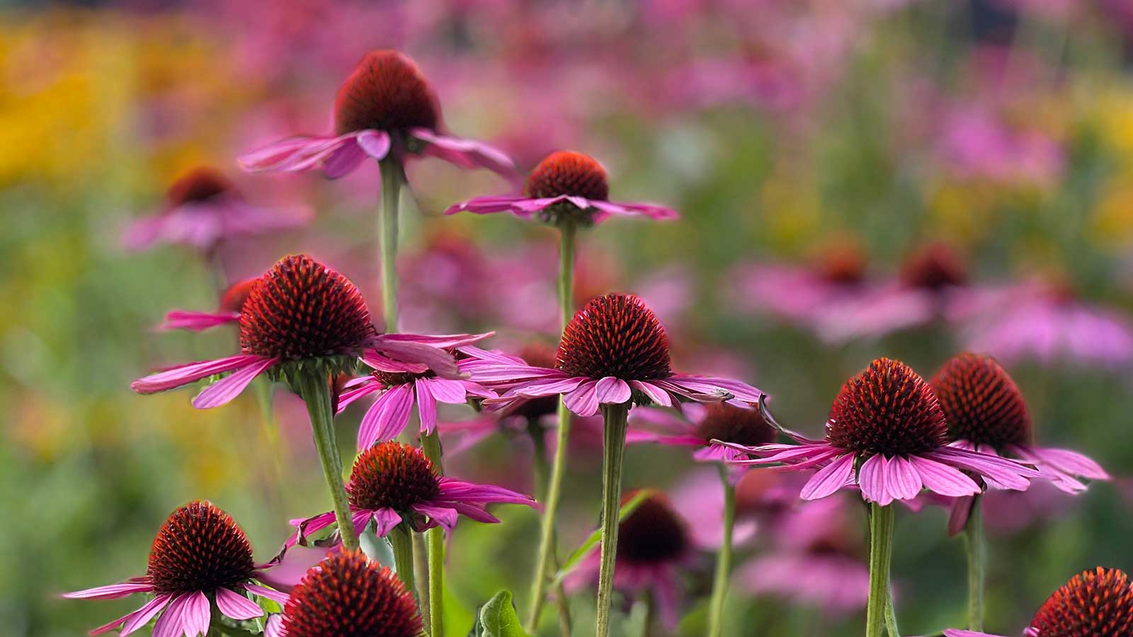 Echinacea im Garten