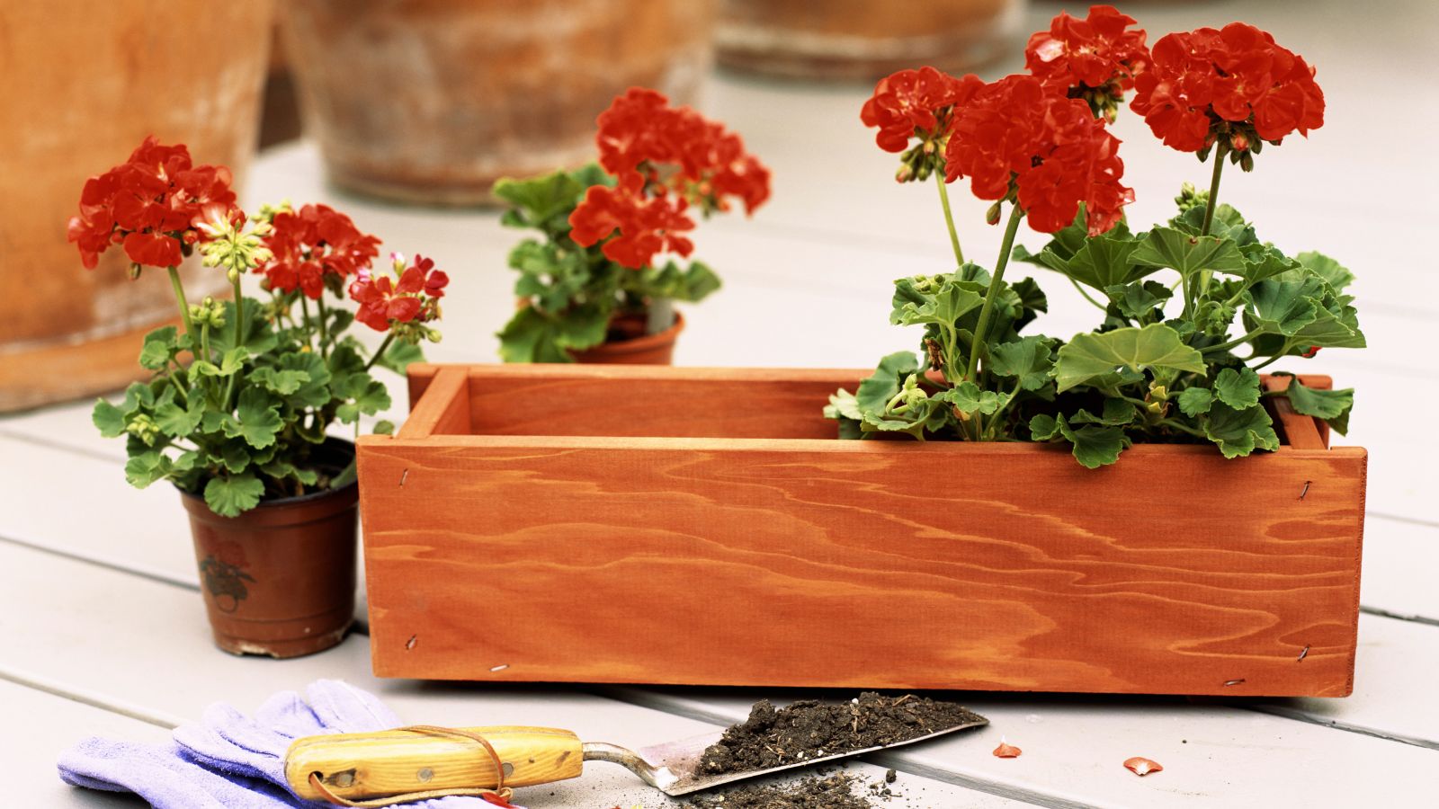 Blumenkasten aus Holz mit roten Blumen im Inneren