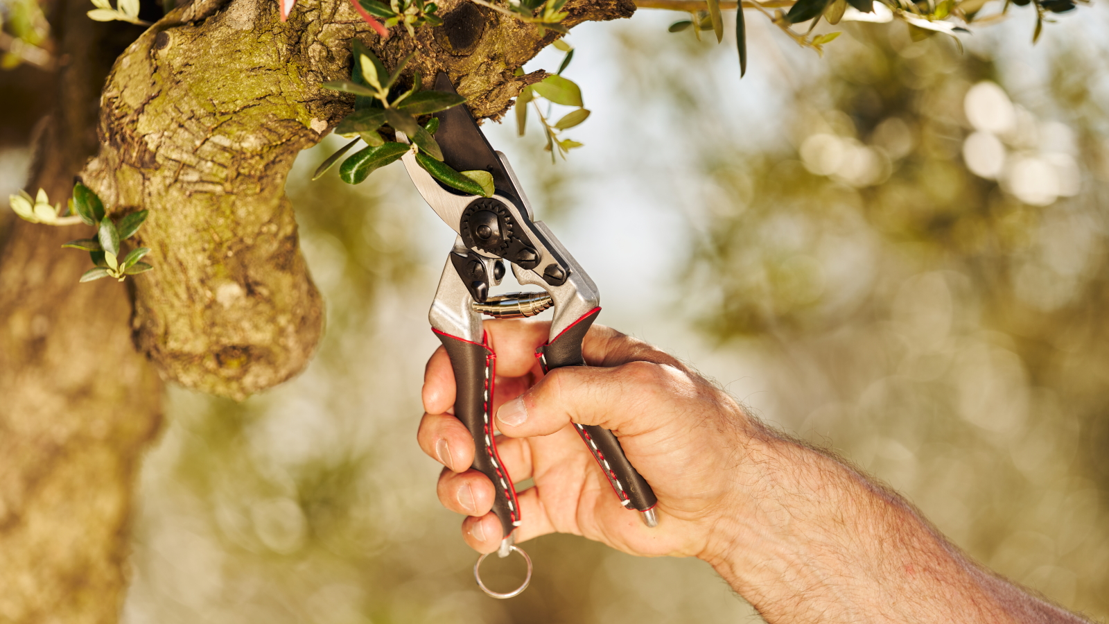 Ein Gärtner verwendet eine Astschere Felco 8 Elite, um einen Baum zu beschneiden