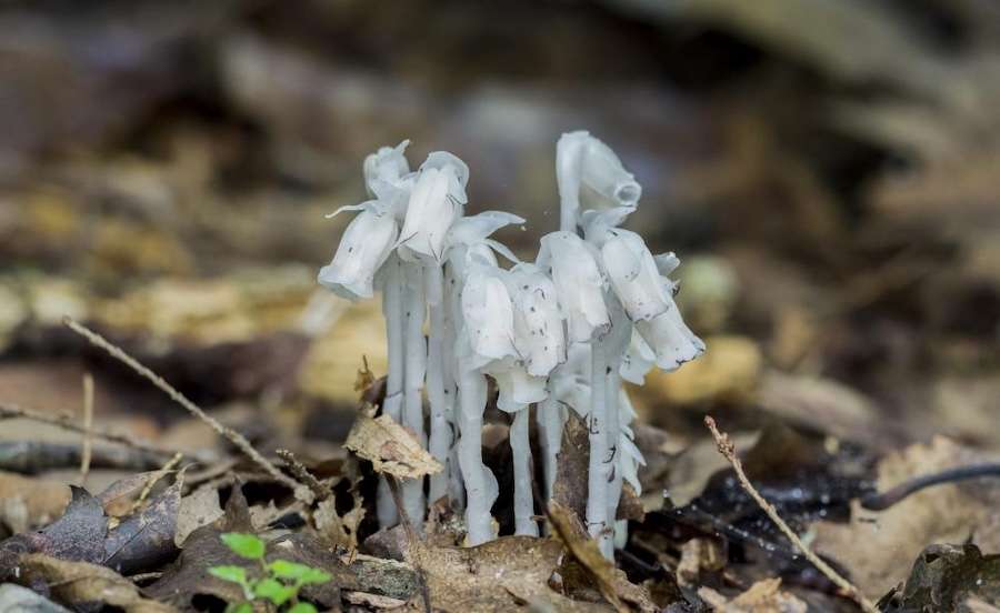 The power of fungal networks