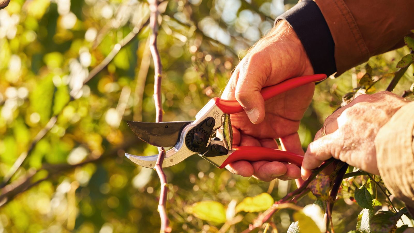 A gardener is using Felco F2 pruning shears to trim a tree