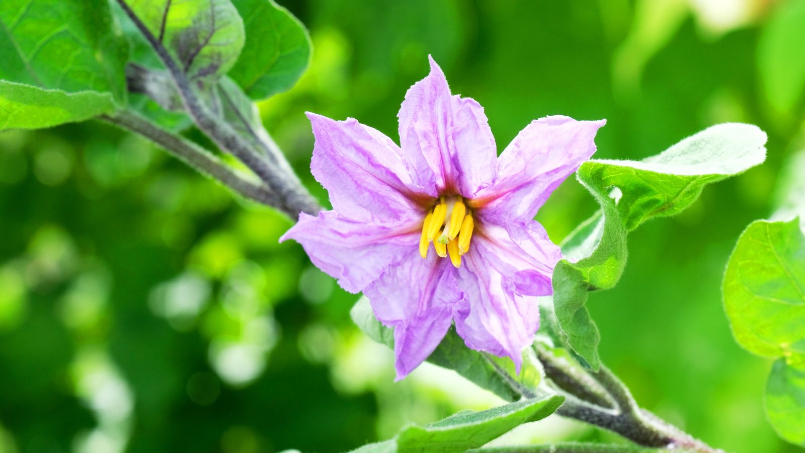 A close-up of a single light-purple eggplant flower on a plant in a glasshouse