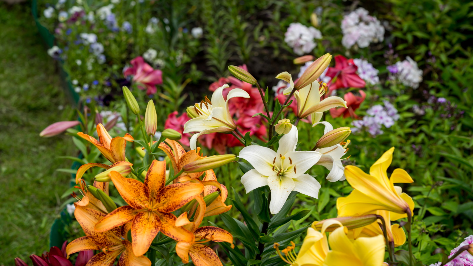 Blühende Lilien in einem Garten mit weißen, gelben und orangefarbenen Blüten