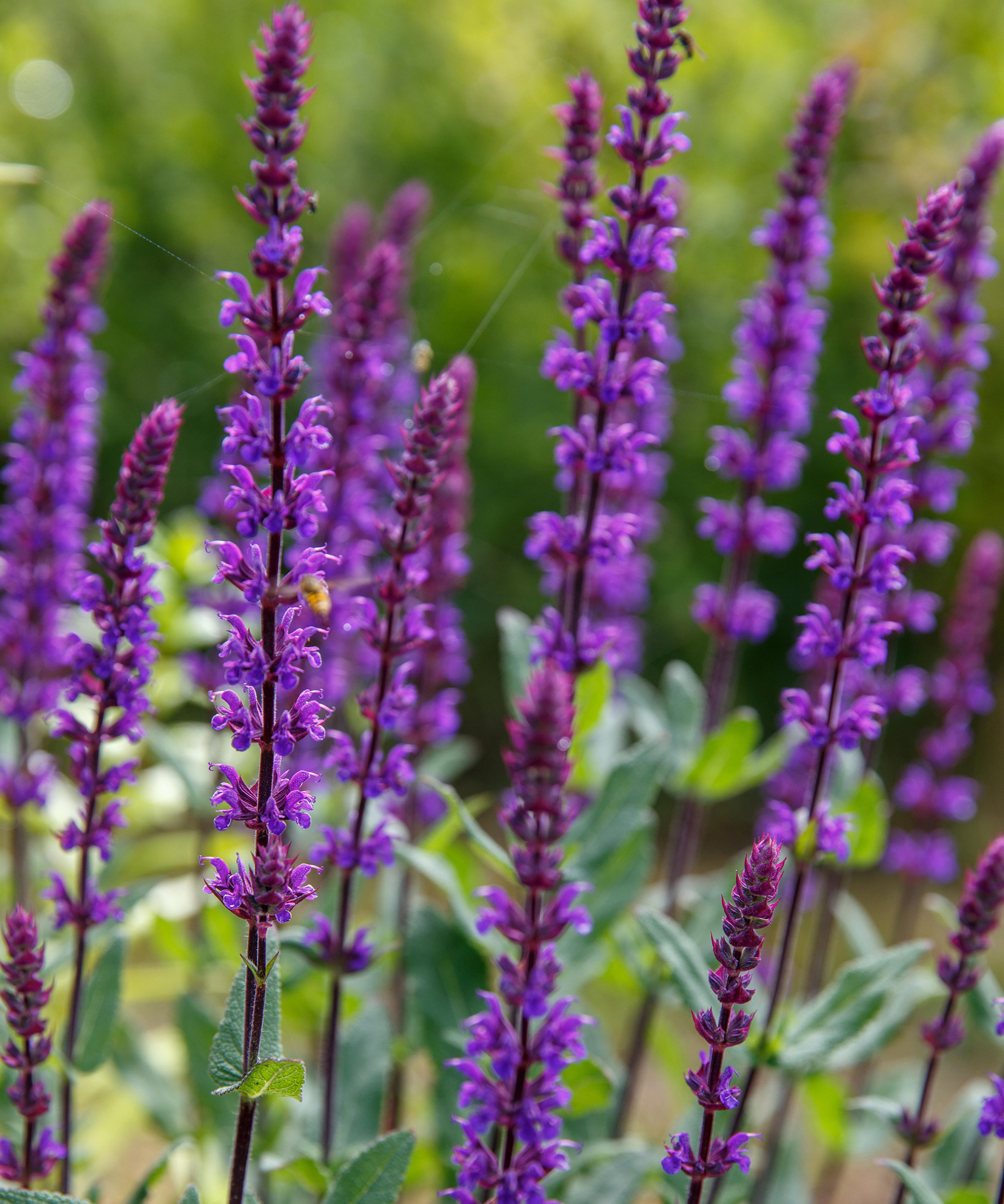 Salvia nemorosa 'Caradonna' in einem Landhausgarten