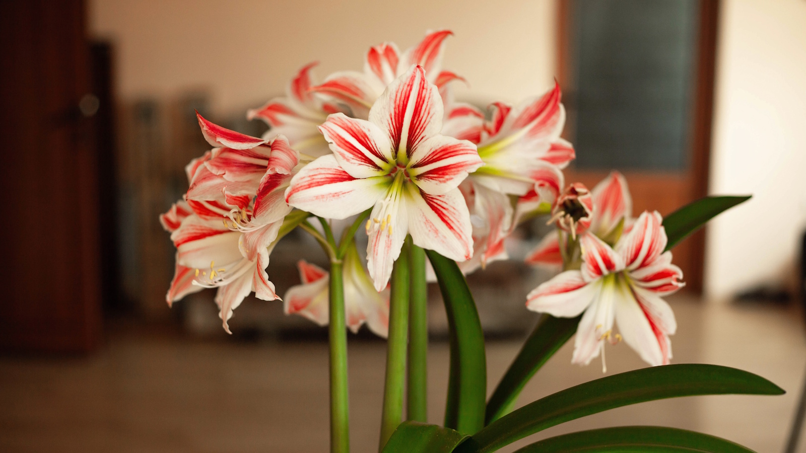 Wunderschöne gestreifte Amaryllisblüten