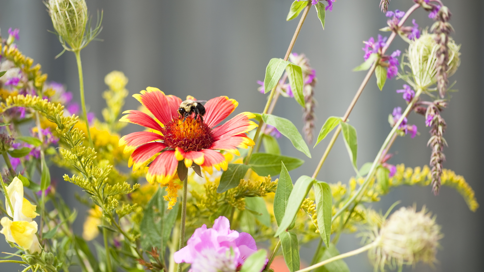 Eine Biene ernährt sich von einem rot blühenden Sonnenhut in einem Sommergarten