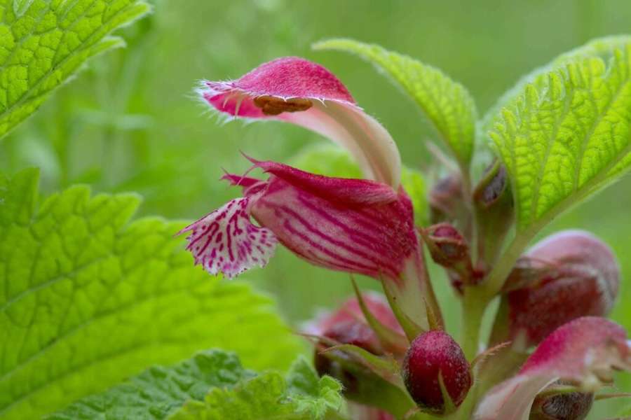 Experts reveal the key steps homeowners must take to prevent the spread of Himalayan Balsam