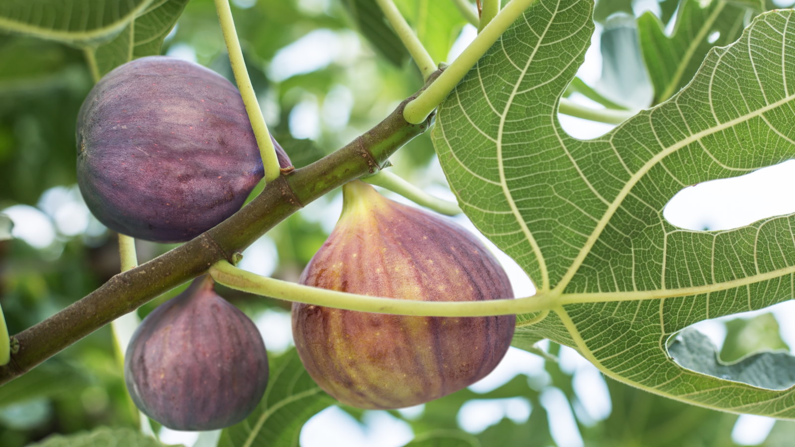 Auf einem Ast reifen drei violette Feigen