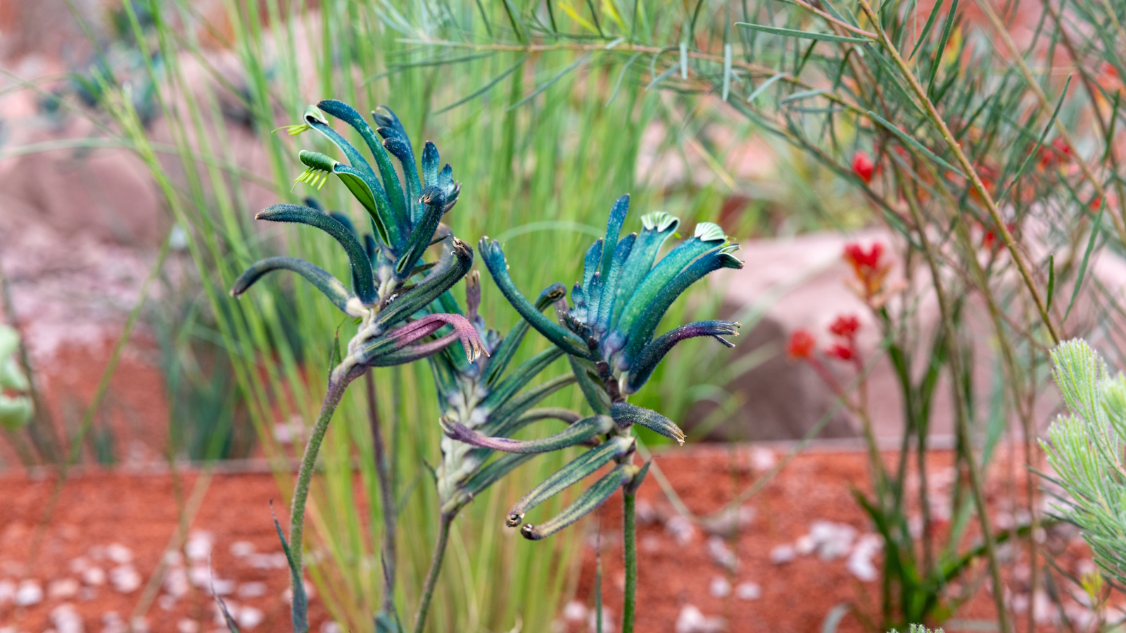 Blaue Känguruh-Pfote auf RHS Journey Beyond the Tracks Garden 2026