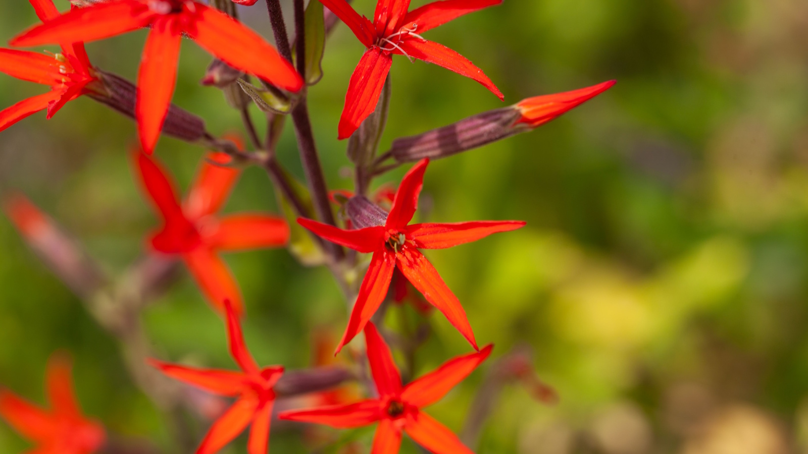 Rote königliche Leimkrautblüten