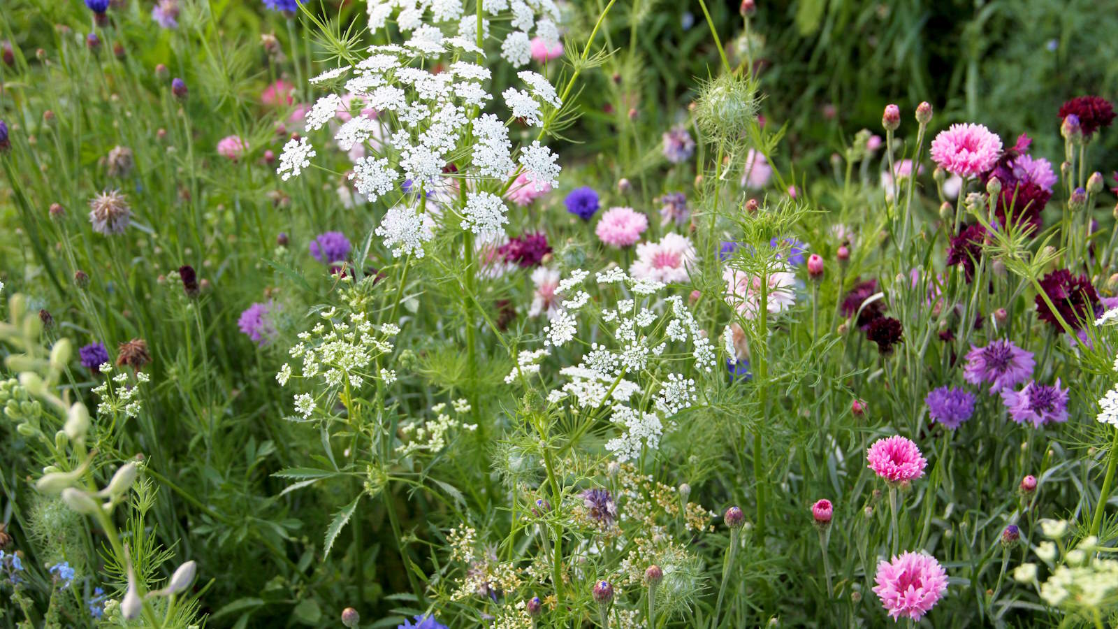 Ein Blumenbeet mit Königin-Anne-Spitze, Nigella und Rittersporn.