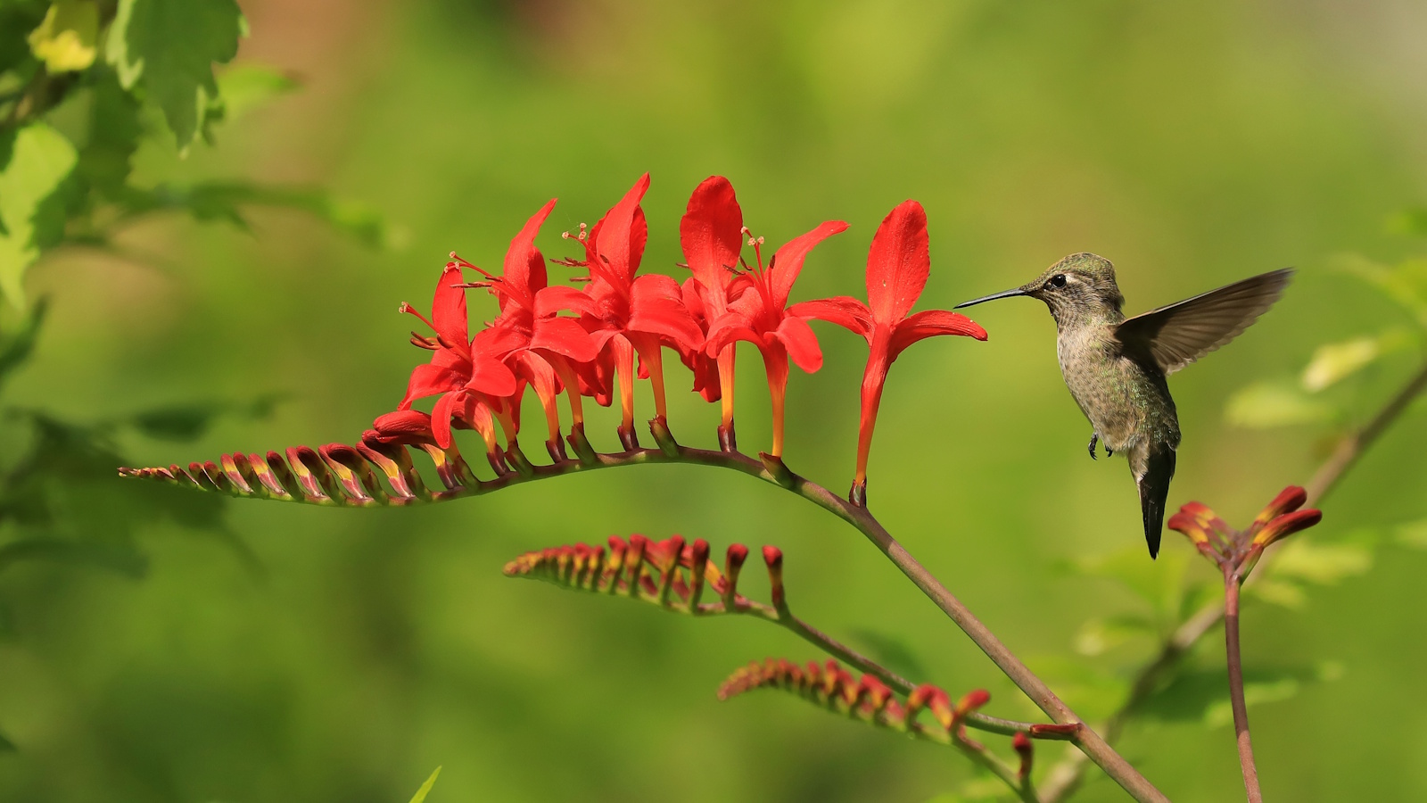 Kolibri ernährt sich von roten Blüten