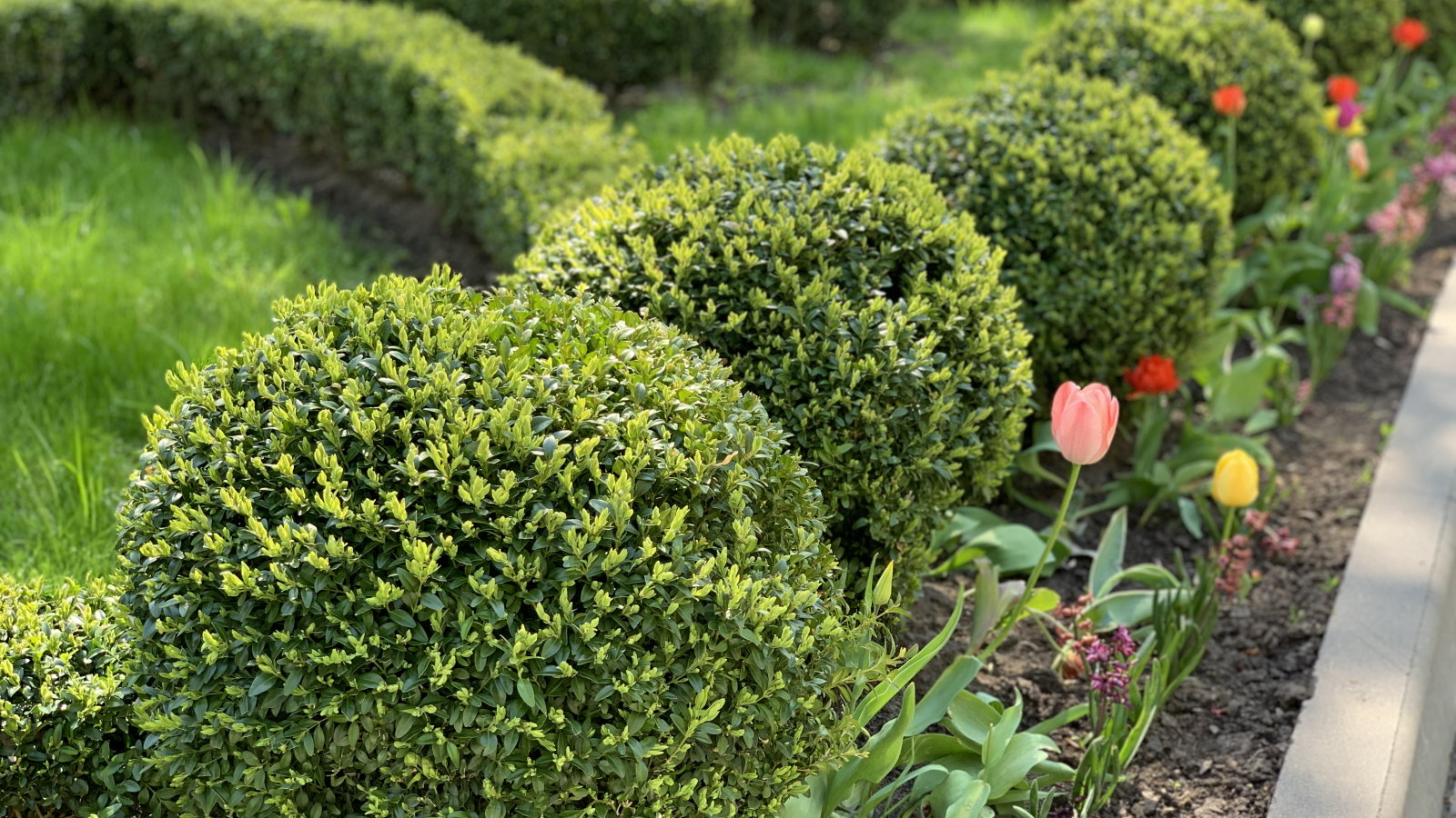Ein Frühlingsgarten mit Buchsbaumkugeln und leuchtenden Tulpen