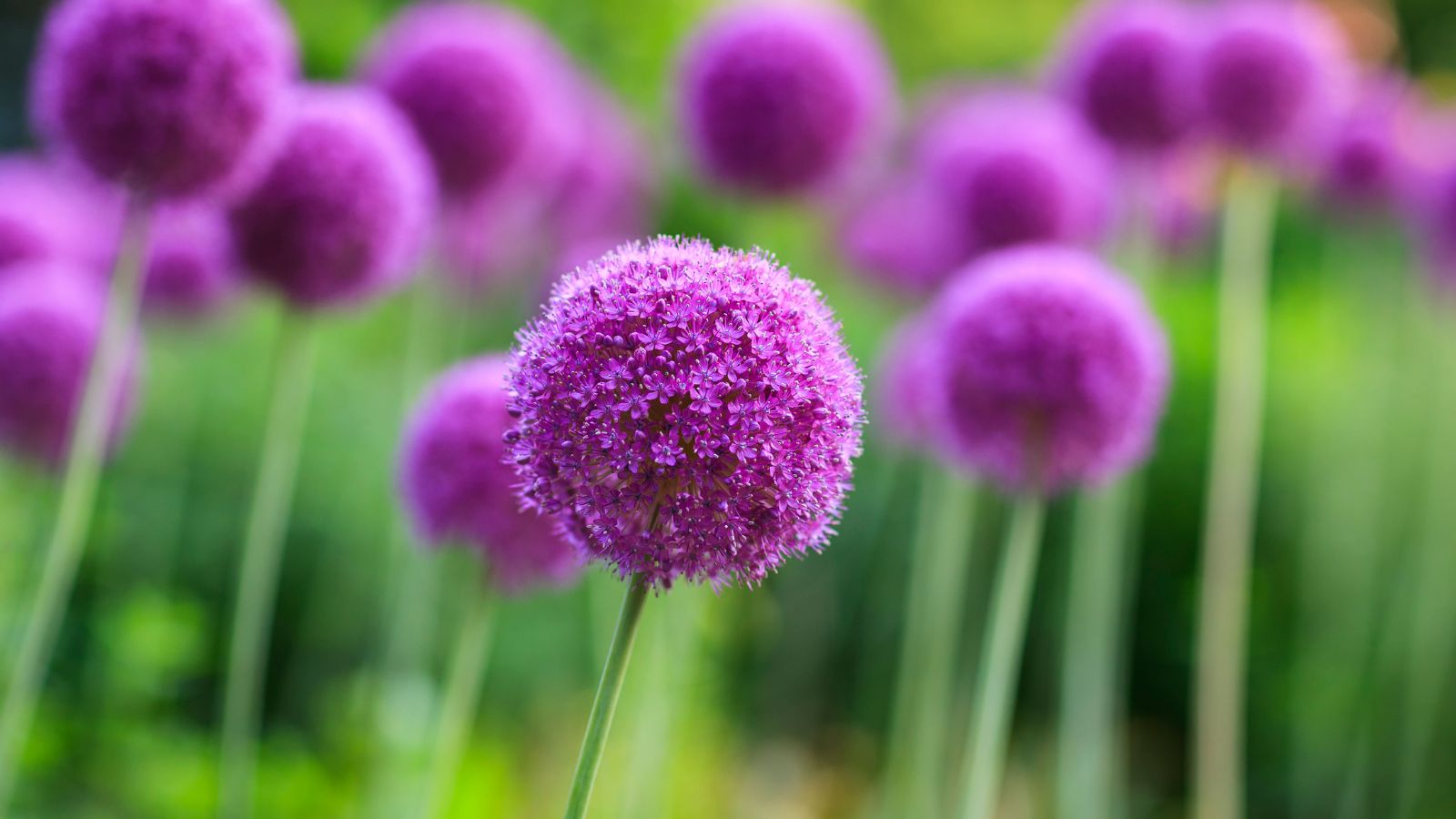 Allium